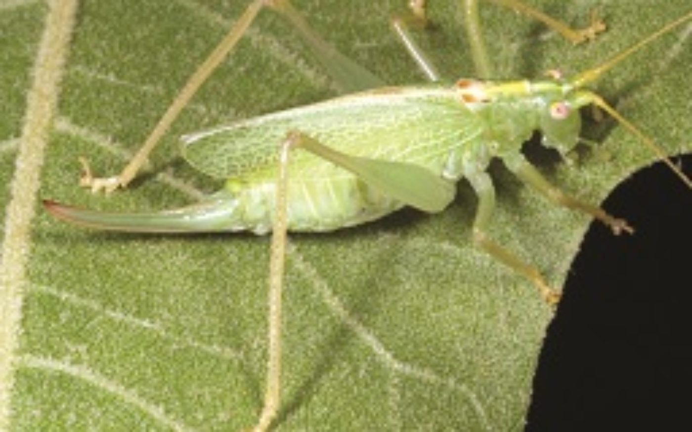 Oak bush-cricket, Meconema thalassinum